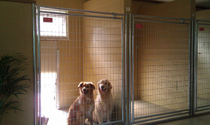 Janesville wi dog boarding kennel